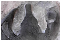 Mammoth bone in dirt